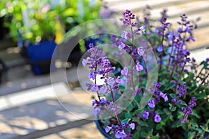 A pot of catmint flowers growing on a deck