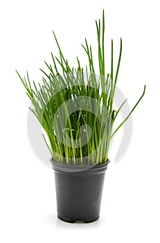 Pot with chives photo