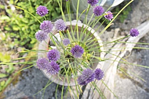 Pot of chives with flowers in garden