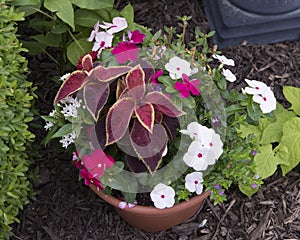 Pot with coleus, periwinkle, sun pintas and Mexican Heather photo