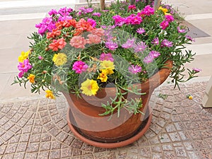A pot of colorful portulaca and delosperma flowers