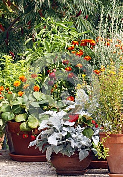 Pot and container gardening on the terrace or balc photo