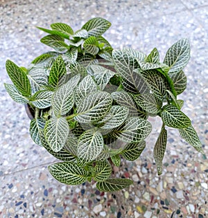 A pot containing nerve plant