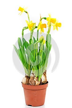 Pot of daffodils