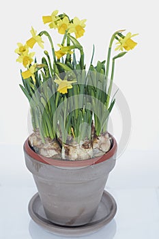 Pot of daffodils