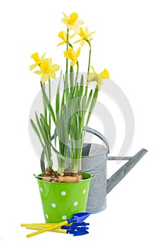 Pot of daffodils with gardening tools