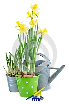 Pot of daffodils with gardening tools