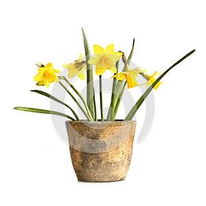 Pot of daffodils, isolated on white