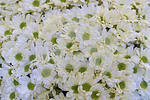 Pot of daisies. Lovely blossom daisy flowers background. White daisies background