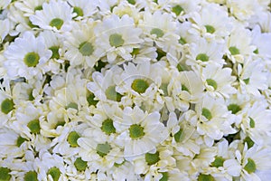 Pot of daisies. Lovely blossom daisy flowers background. White daisies background