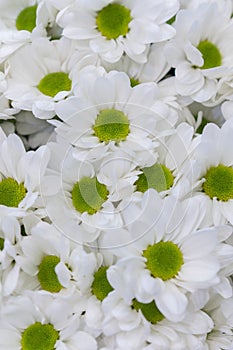 Pot of daisies. Lovely blossom daisy flowers background. White daisies background. vertical photo