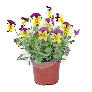 Pot of Viola cornuta
