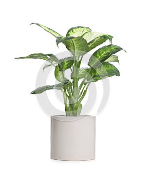 Pot with Dieffenbachia plant isolated. Home decor