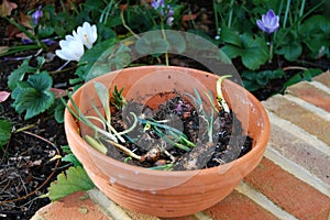 Pot of flower bulbs