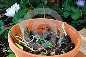 Pot of flower bulbs with shoots