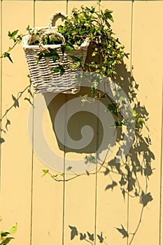 A pot of flowers on the wall