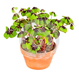 Pot with four leaf clover plant