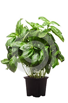 Pot of a fresh basil plant on white background