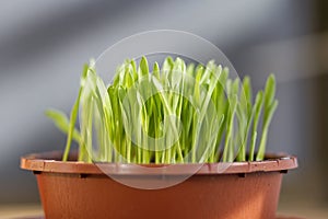 A pot of fresh cat grass