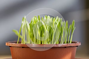 A pot of fresh cat grass photo