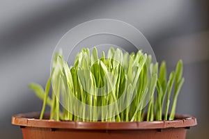 A pot of fresh cat grass