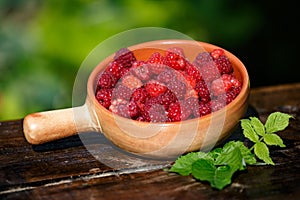 A pot of freshly picked raspberries in the garden