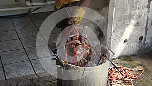 A pot full of lobsters on bequia