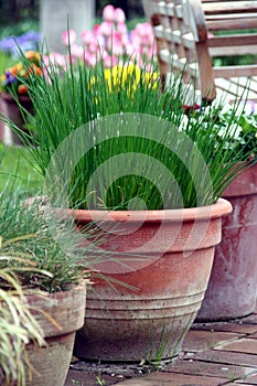 Pot gardening on the terrace - herb and flower