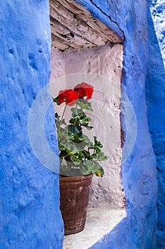 Pot with geranium flower