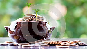 Pot with gold and silver coins and plant sprouts with the blurred background