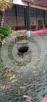 Pot in goldenfish pool at rain moment