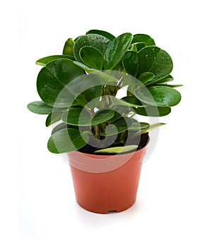Pot of green ficus elastica with drips on white