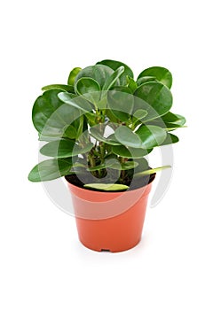 Pot of green ficus elastica with drips on white