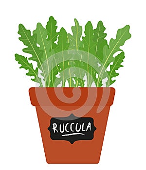 Pot with growing arugula ruccola, rocket salad leaves isolated over white. Vector hand drawn illustration.