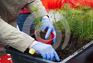 Pot-grown pine tree seedlings filling with soil