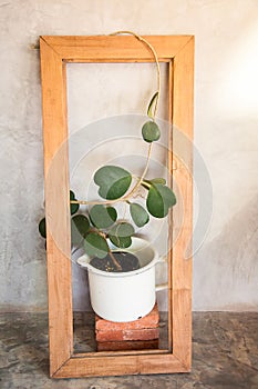Pot of heart shape plant, Hoya kerrii craib