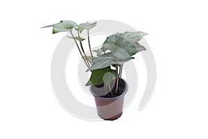 A pot with a hedera plant. Isolated on white background.