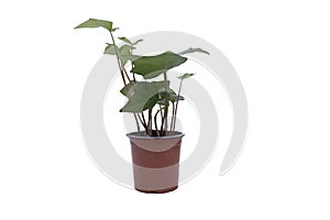 A pot with a hedera plant. Isolated on white background.