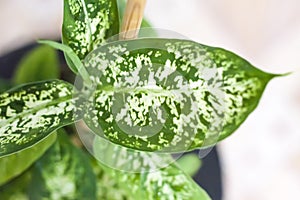 Pot with a home plant on the background of an untreated wall. Home or room decorations. Dieffenbachia or dumbcane in the pot