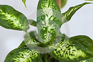 Pot with a home plant on the background of an untreated wall. Home or room decorations. Dieffenbachia or dumbcane in the pot