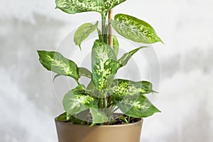 Pot with a home plant on the background of an untreated wall. Home or room decorations. Dieffenbachia or dumbcane in the pot