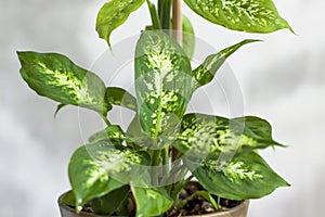 Pot with a home plant on the background of an untreated wall. Home or room decorations. Dieffenbachia or dumbcane in the pot