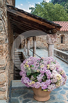 Pot of Hydrangeas in the Romanesque Abbey of Saint Martin du Can photo
