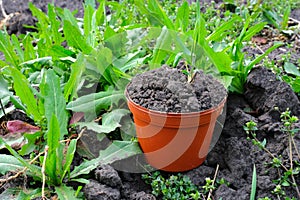 Pot of land in the spring garden. The concept of spring gardening