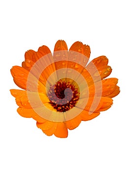 Pentola calendula 