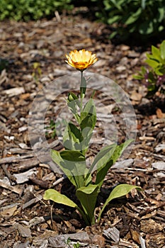 Pot Marigold (Calendula officinalis)