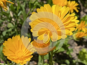 Pot marigold / Calendula officinalis / Common marigold, Ruddles, Mary`s gold, Garten-Ringelblume or Souci officinal photo