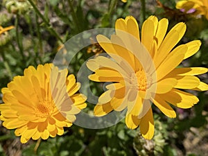 Pot marigold / Calendula officinalis / Common marigold, Ruddles, Mary`s gold, Garten-Ringelblume or Souci officinal photo