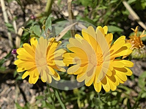 Pot marigold / Calendula officinalis / Common marigold, Ruddles, Mary`s gold, Garten-Ringelblume or Souci officinal photo