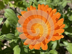 Pot marigold / Calendula officinalis / Common marigold, Ruddles, Mary`s gold, Garten-Ringelblume or Souci officinal photo